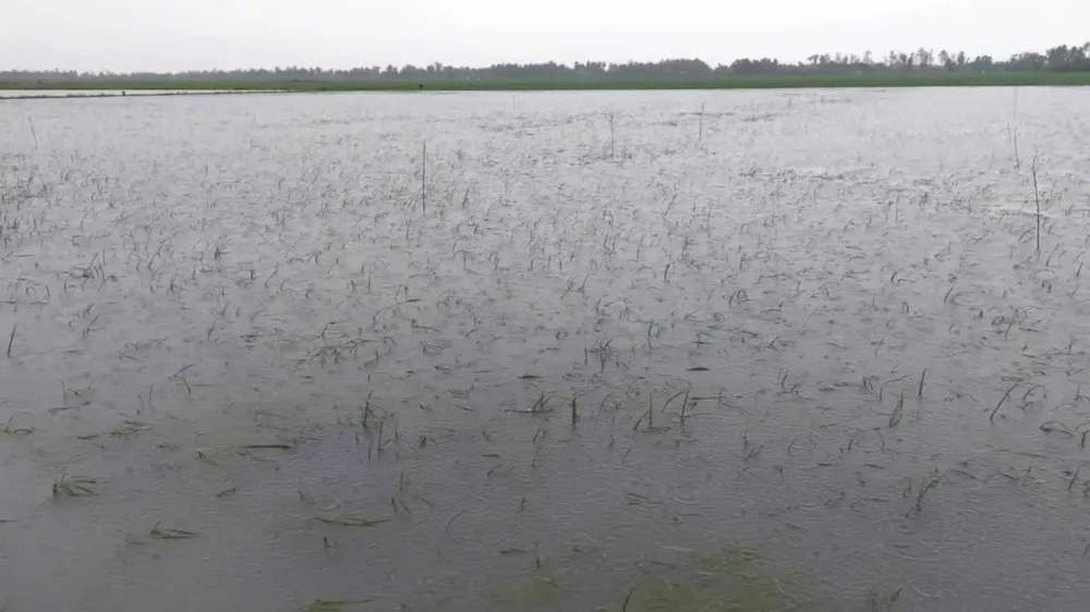 Lúa hè thu của người dân trên địa bàn huyện Trần Văn Thời (tỉnh Cà Mau) bị ngập. Ảnh: TRẦN QUỐC