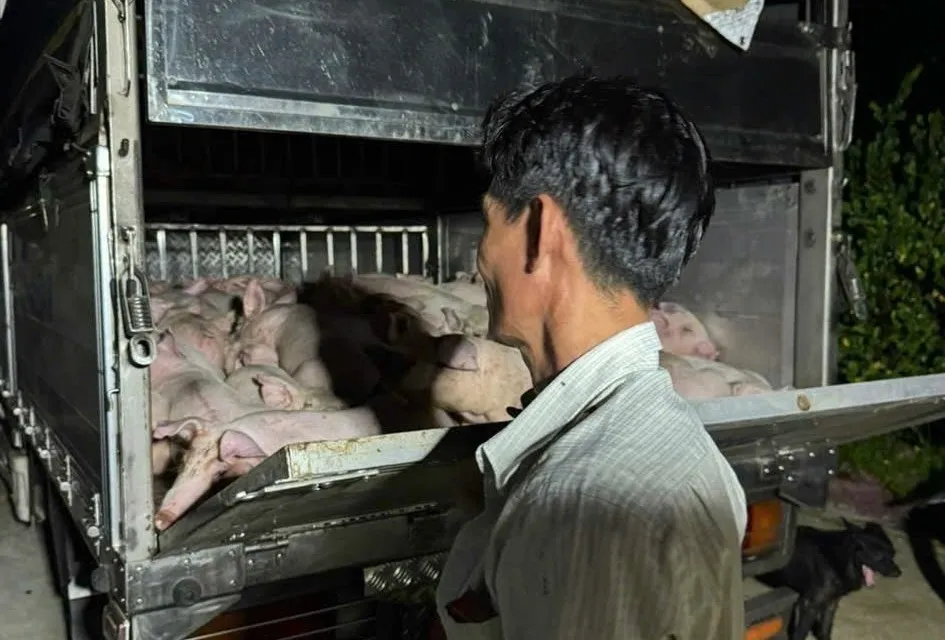 Số lượng heo vận chuyển không có giấy kiểm dịch