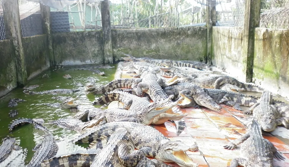 Trai nuoi ca sau ba hoang 2.jpg