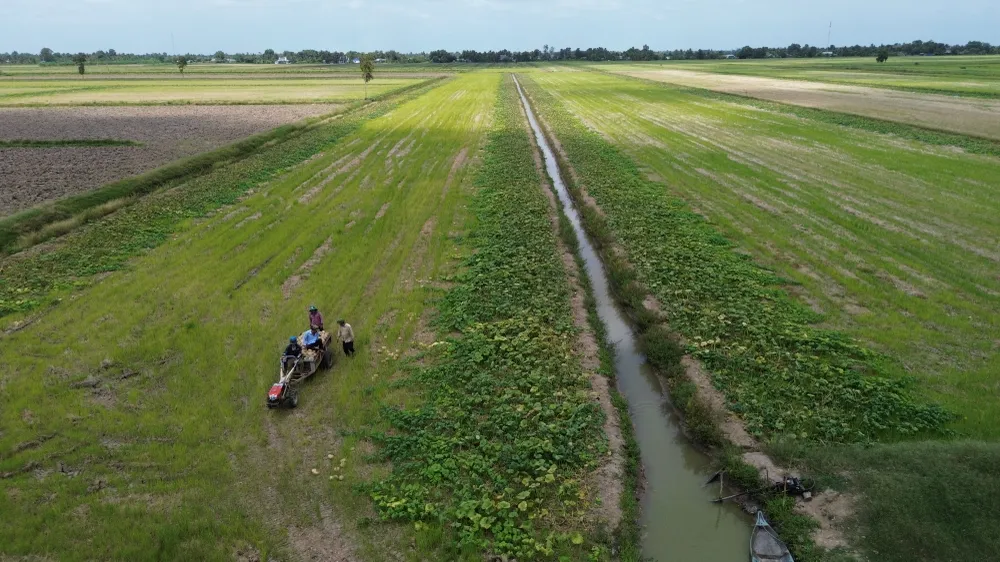 Thu hoach bi do ca mau 1.jpg