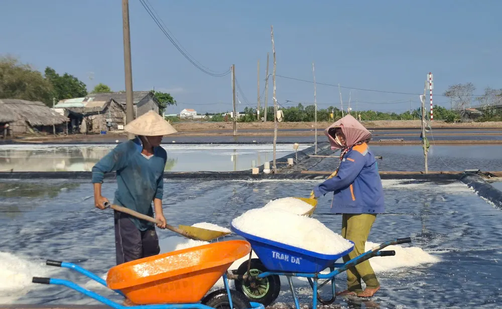 Thu hoach muoi xa Tan Thuan 6.jpg