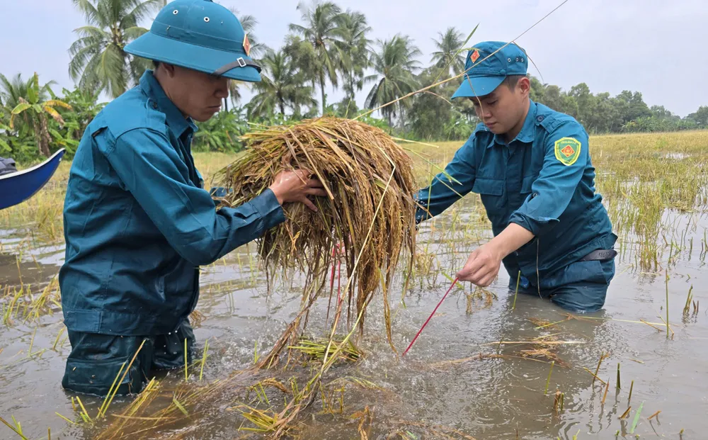 Thu hoach lua he thu bi ngap ung 10.jpg
