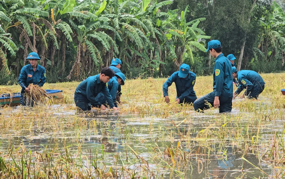 Thu hoach lua he thu bi ngap ung 9.jpg
