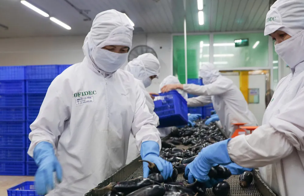 Công nhân Công ty Cofidec sơ chế nguyên liệu trên dây chuyền sản xuất thực phẩm (ẢNH: HOÀNG HÙNG)