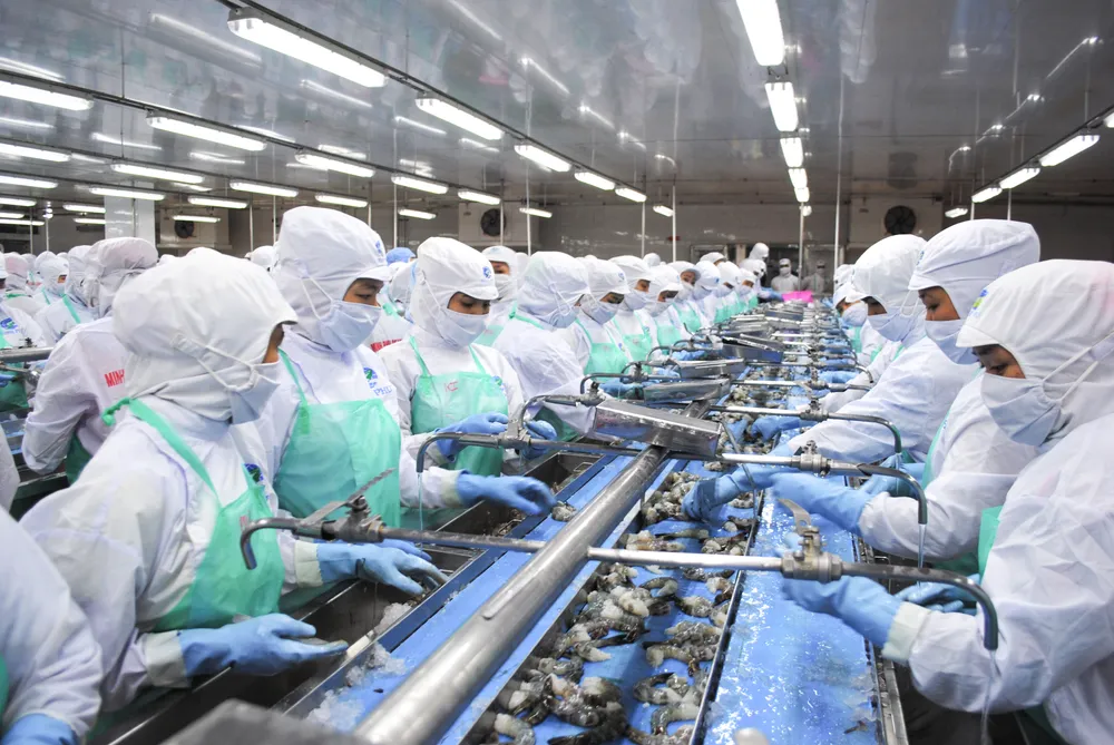 Chế biến tôm xuất khẩu tại một nhà máy trên địa bàn phường Lý Văn Lâm, tỉnh Cà Mau (ẢNH: TẤN THÁI)