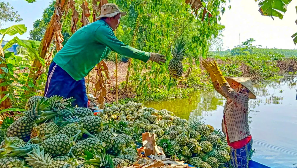 Nông dân TP Cần Thơ thu hoạch đặc sản khóm Cầu Đúc (ẢNH: TUẤN QUANG)