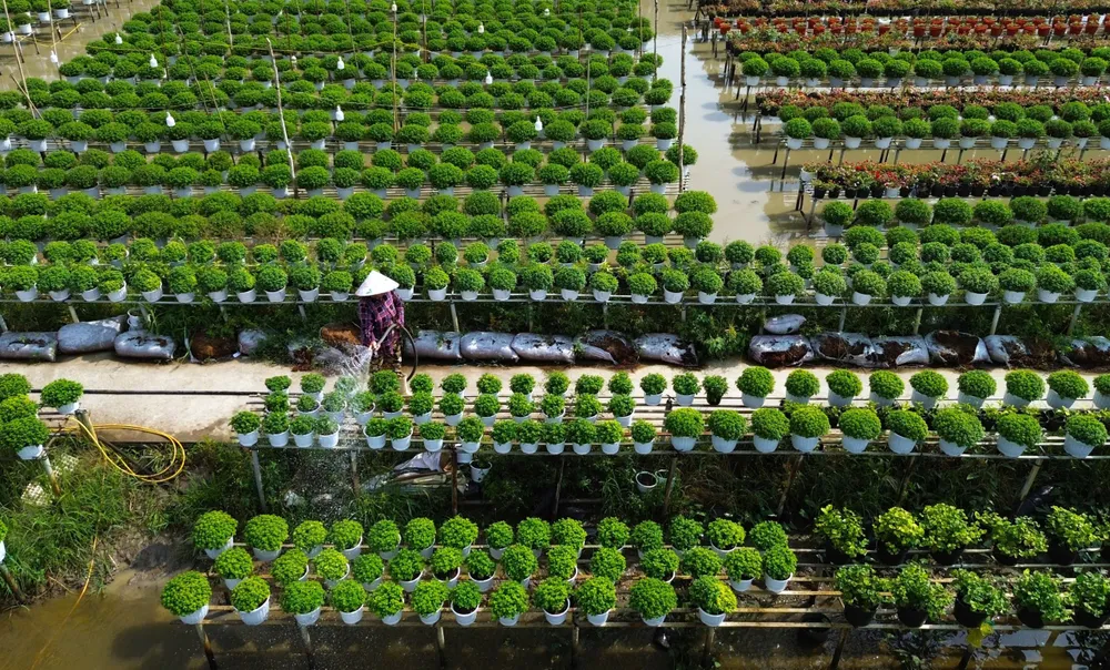 Dịp Tết 2027, tỉnh Đồng Tháp đặt mục tiêu kết nối, hỗ trợ tiêu thụ hơn 1,5 triệu giỏ hoa (ẢNH: HUỲNH DU)