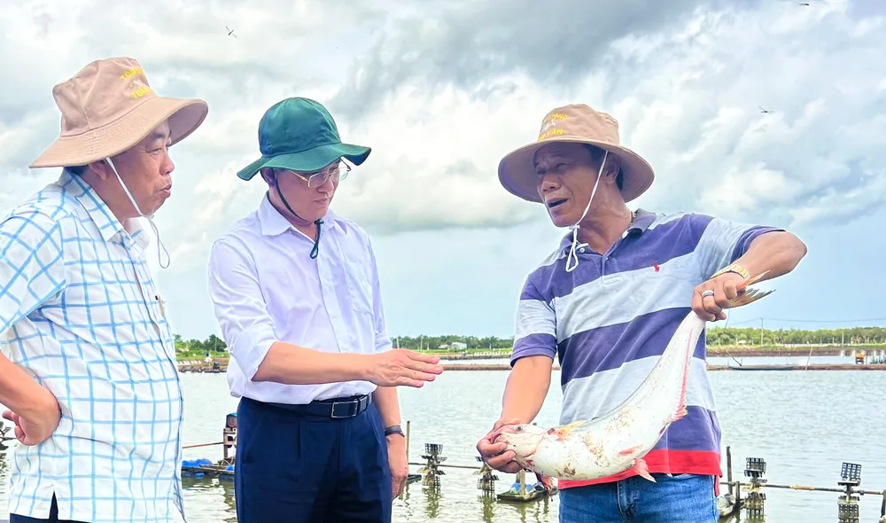 Mô hình nuôi cá trong ao tôm tại Sóc Trăng đang mang lại lợi nhuận cao cho người dân