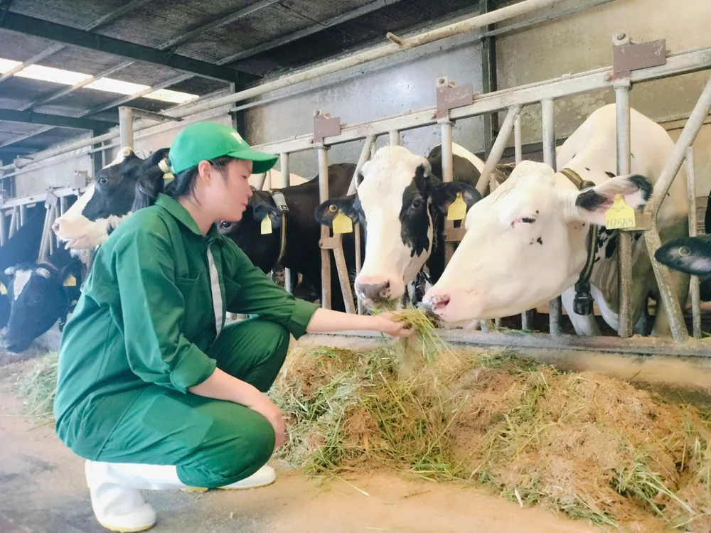 Chăm sóc bò sữa ở trang trại bò sữa Vinamilk tại Bến Cầu