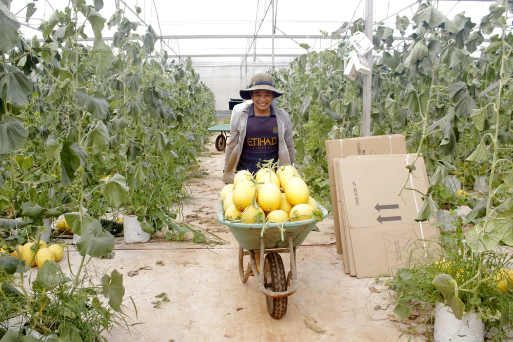 Thu hoạch dưa lưới ứng dụng nông nghiệp công nghệ cao ở xã Đất Đỏ, TPHCM