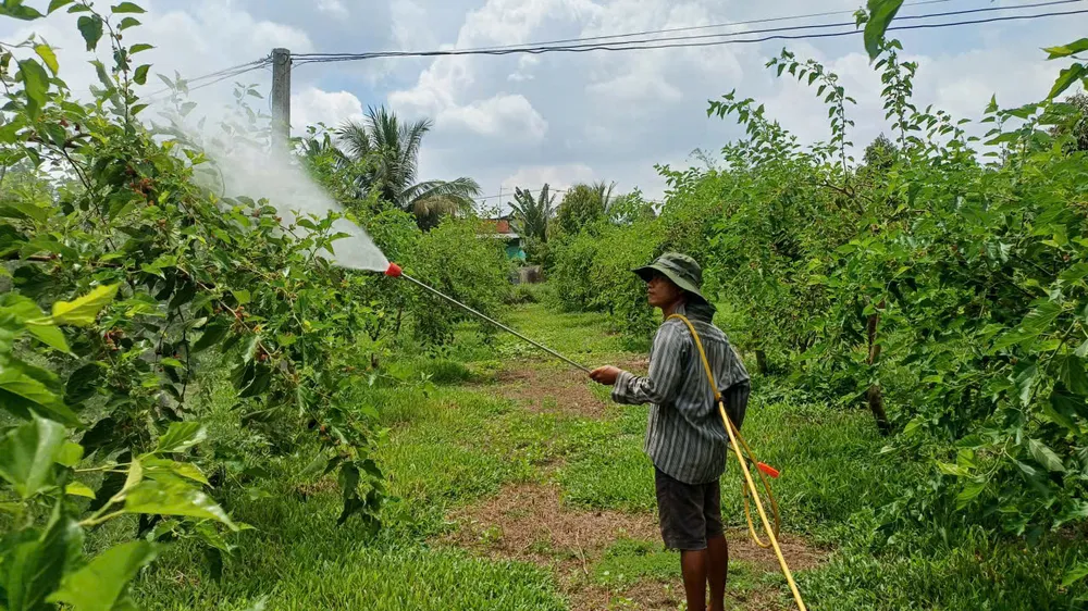 Phun chế phẩm sinh học ở vườn dâu tằm hữu cơ Ba Phong (tỉnh Tây Ninh)