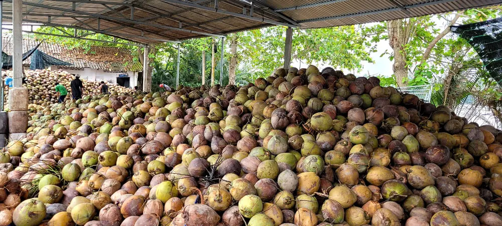 Một vựa thu mua dừa khô để chế biến tại tỉnh Vĩnh Long