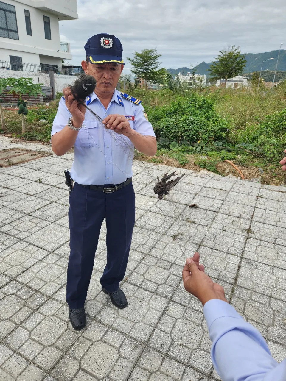 Giải cứu chim yến bị sa vào lưới