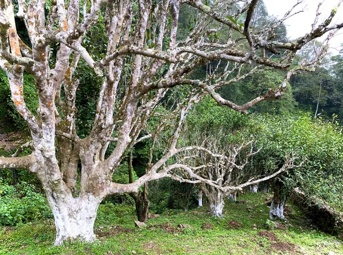Những gốc chè shan tuyết cổ thụ là một trong những đặc sản của vùng Tả Sử Choóng