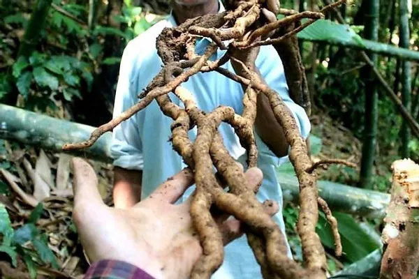 Củ cây kháu vài lèng