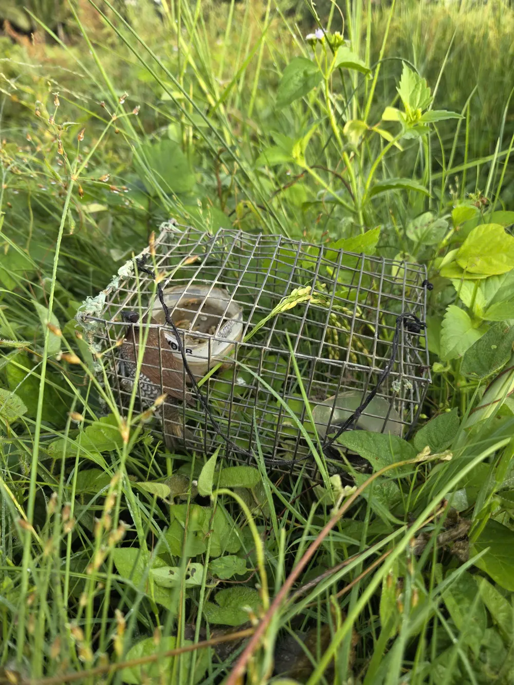 ĐÂY LÀ CHIM MÀ CÁC ĐỐI TƯỢNG SĂN BẮT TRÁI PHÉP DÙNG ĐỂ DẪN DỤ CÁC CHIM KHÁC SA LƯỚI TÀNG HÌNH.jpg