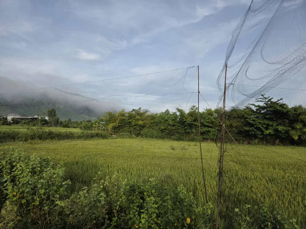 LƯỚI TÀNG HÌNH ĐƯỢC GIĂNG CHI CHÍT TẠI CÁNH ĐỒNG TẠI XÃ SUỐI HIỆP (KHU VỰC XÃ SUỐI TIÊN CŨ).jpg
