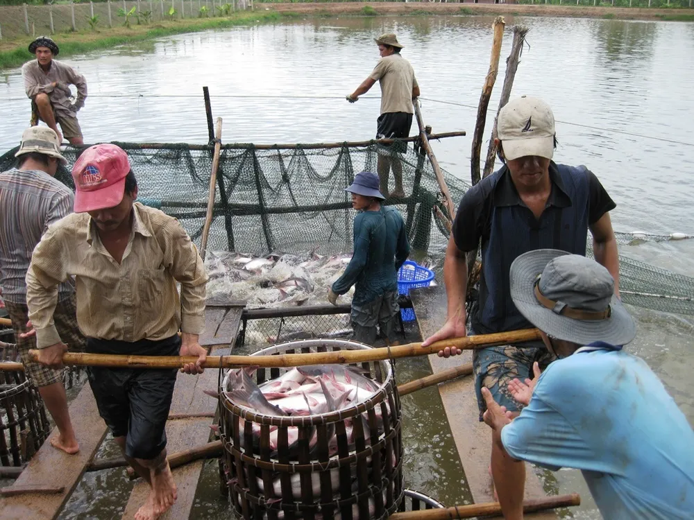 Đồng Tháp đẩy mạnh phát triển ngành cá tra  ảnh 1