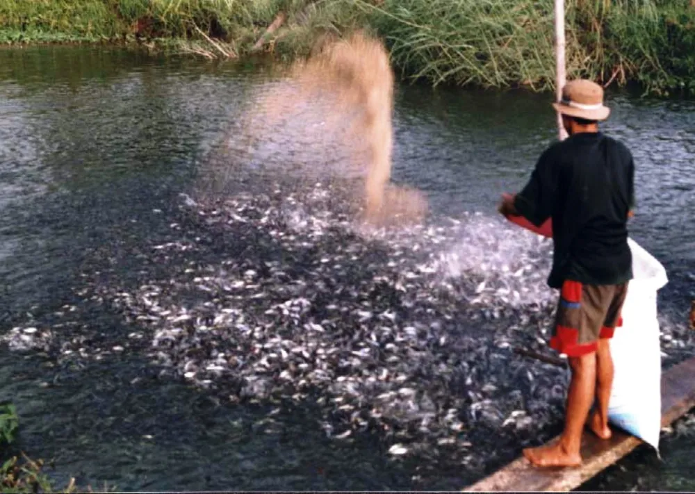 Đồng Tháp đẩy mạnh phát triển ngành cá tra  ảnh 2