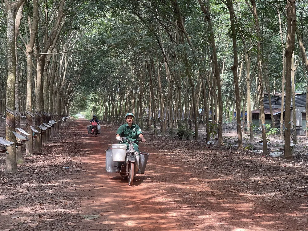 Công nhân đang chở mủ cao su về nhà máy