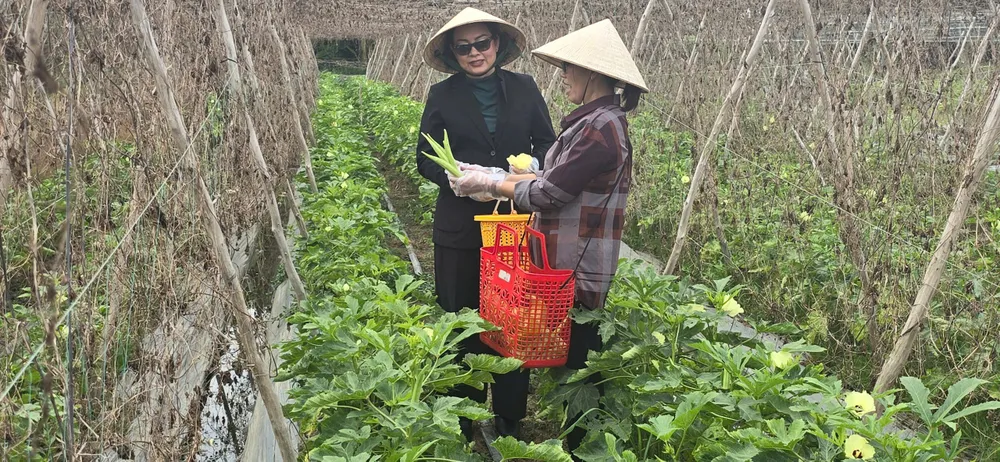 Nhiều nông dân đã thoát nghèo nhờ sử dụng hiệu quả nguồn vốn từ Quỹ hỗ trợ cộng đồng David Dương