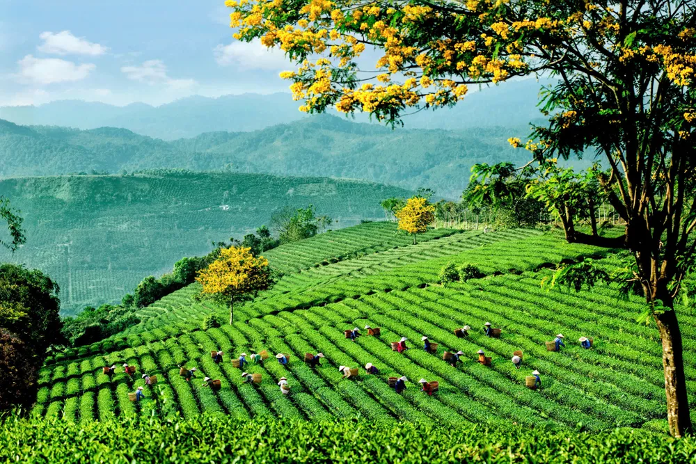 ẢNH 2 - ĐỒI TRÀ.jpg