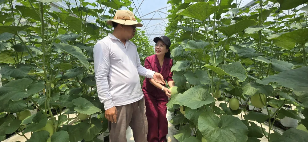 Ông Huỳnh Thanh Tâm giới thiệu mô hình trồng dưa lưới trong nhà màng tại xã Mỹ An. Nguồn vốn hỗ trợ từ Quỹ cộng đồng David Dương giúp gia đình ông mở rộng sản xuất và áp dụng kỹ thuật canh tác mới