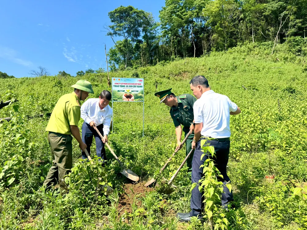 Khu vực trồng cây thuộc thôn Trăng - Tà Puồng, xã Hướng Lập, tỉnh Quảng Trị