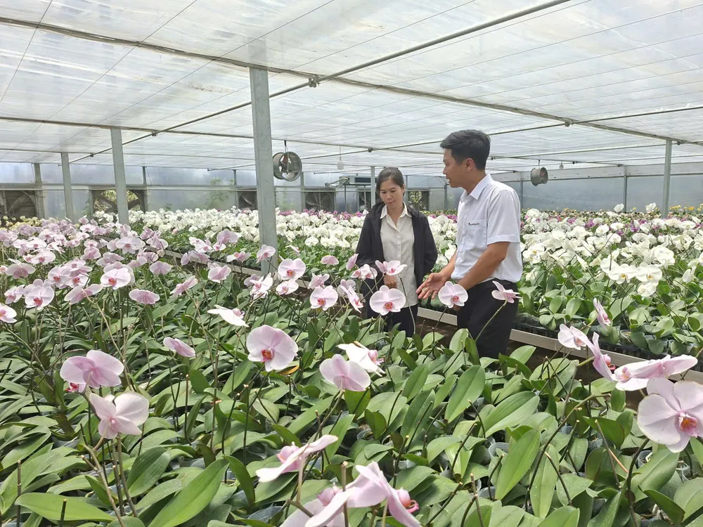 Vườn lan của anh Nguyễn Tuấn Trường tại xã Ninh Gia (tỉnh Lâm Đồng)
