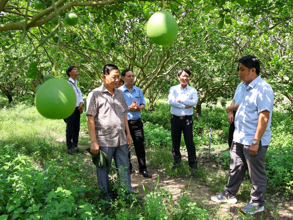 Ông Lưu Văn Long, Bí thư Đảng ủy, Chủ tịch HĐND xã Trừ Văn Thố khảo sát mô hình trồng bưởi da xanh tại một trang trại ở ấp Ông Thanh, xã Trừ Văn Thố