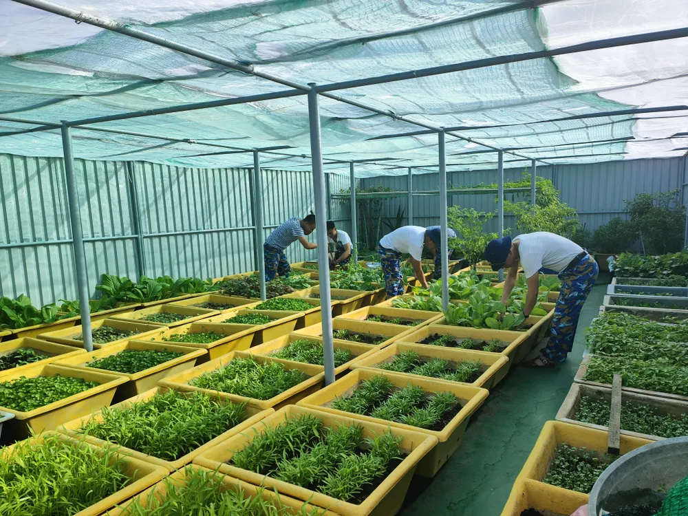 3. Rau xanh được chăm sóc cẩn thận, đảm bảo nhu cầu cho bộ đội trên các nhà giàn.jpg