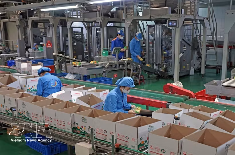 位于海防市石魁坊一号工业群的龙海有限责任公司每年生产数百吨产品，向国内市场供应并出口海外。图自越通社