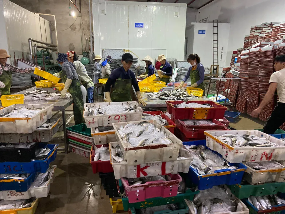  Khi giá xăng dầu tăng cao, ngư dân đánh bắt thủy, hải sản đã bị tác động lớn  