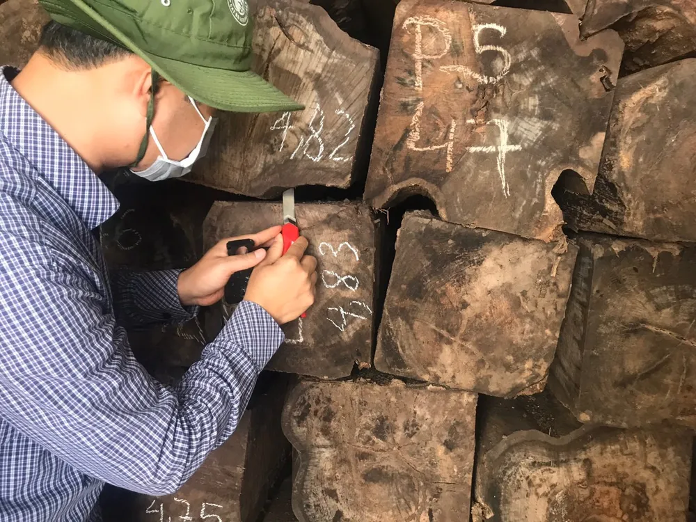 Số gỗ bị cơ quan chức năng kiểm tra, phát hiện