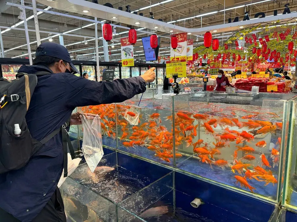 Cá chép tại siêu thị.jpg