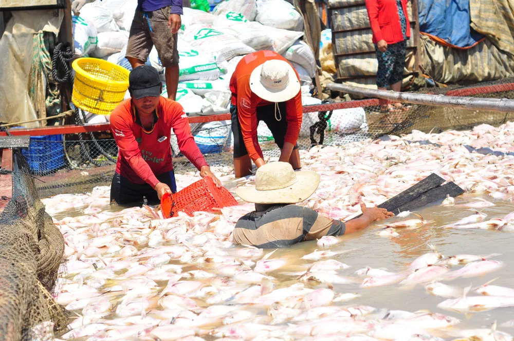 Đã có hơn 1.500 tấn cá bè trên sông La Ngà bị chết ảnh 3