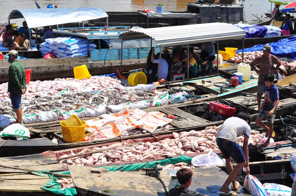 Đã có hơn 1.500 tấn cá bè trên sông La Ngà bị chết ảnh 5