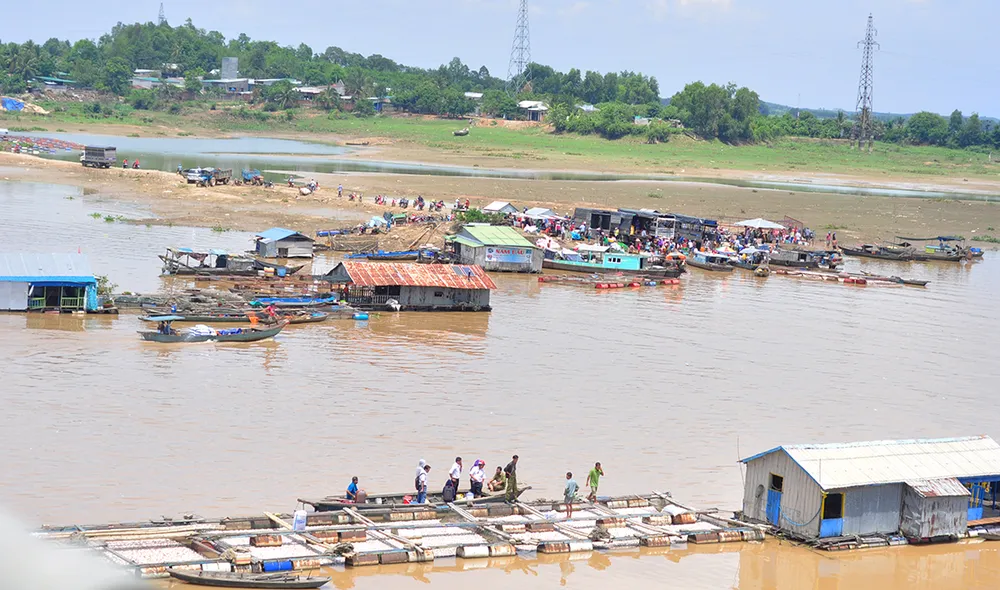 Đã có hơn 1.500 tấn cá bè trên sông La Ngà bị chết ảnh 7