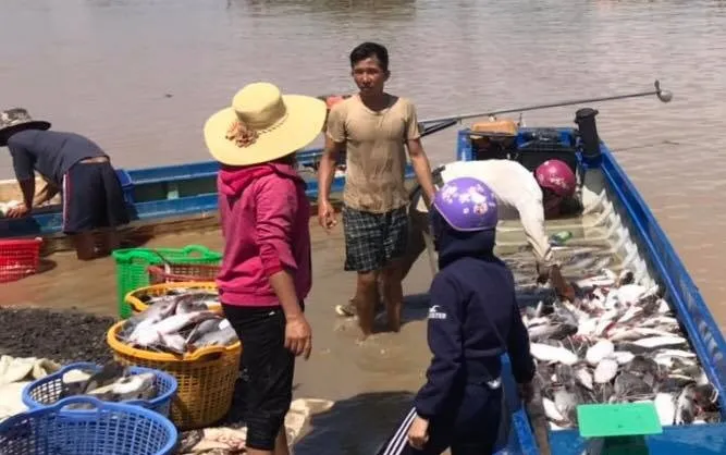 Công an tỉnh Đồng Nai vào cuộc điều tra vụ hơn 300 tấn cá bè chết ảnh 1