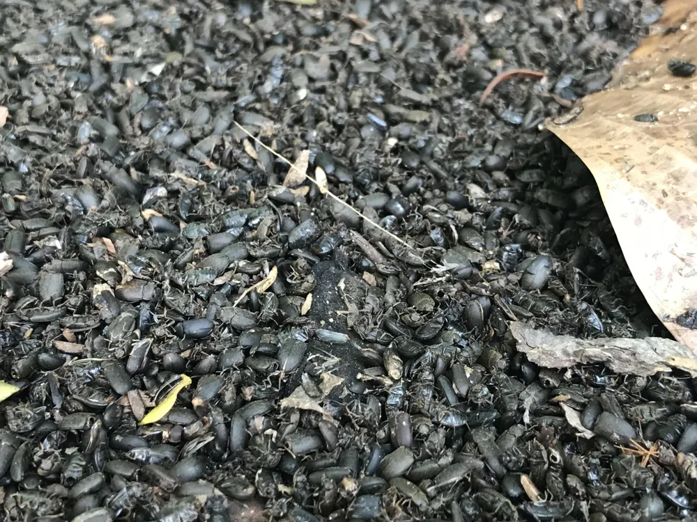 Bọ đậu đen xuất hiện dày đặc ở nhà dân ảnh 1