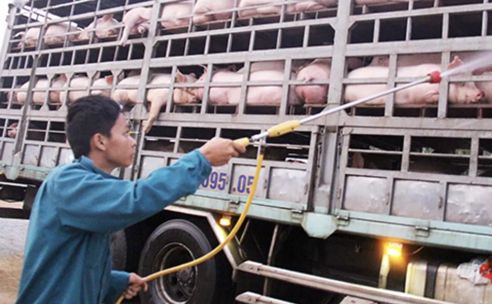 Đồng Nai: Thêm hai xã ở huyện Cẩm Mỹ có heo mắc dịch tả châu Phi ảnh 1