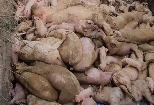 Dịch tả heo châu Phi đã lan ra toàn tỉnh Đồng Nai ảnh 1