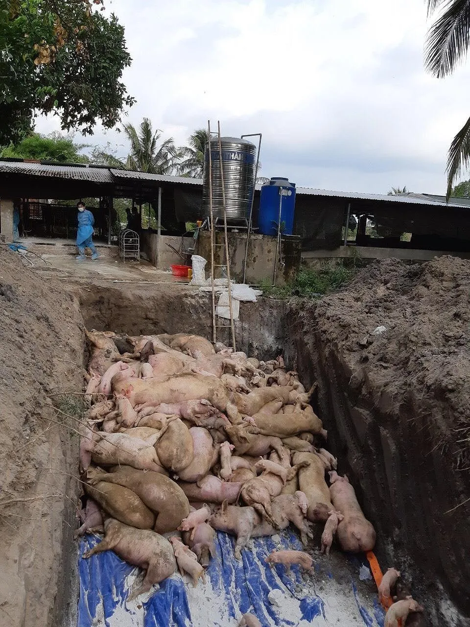  Đồng Nai xin hỗ trợ 800 tỷ đồng phòng chống dịch tả heo châu Phi ảnh 1