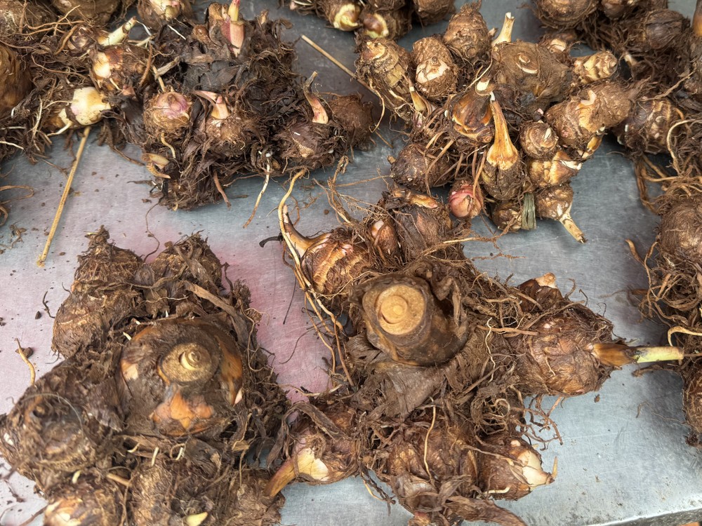 “芋子芋孫”象徵子孫滿堂每公斤约10万元