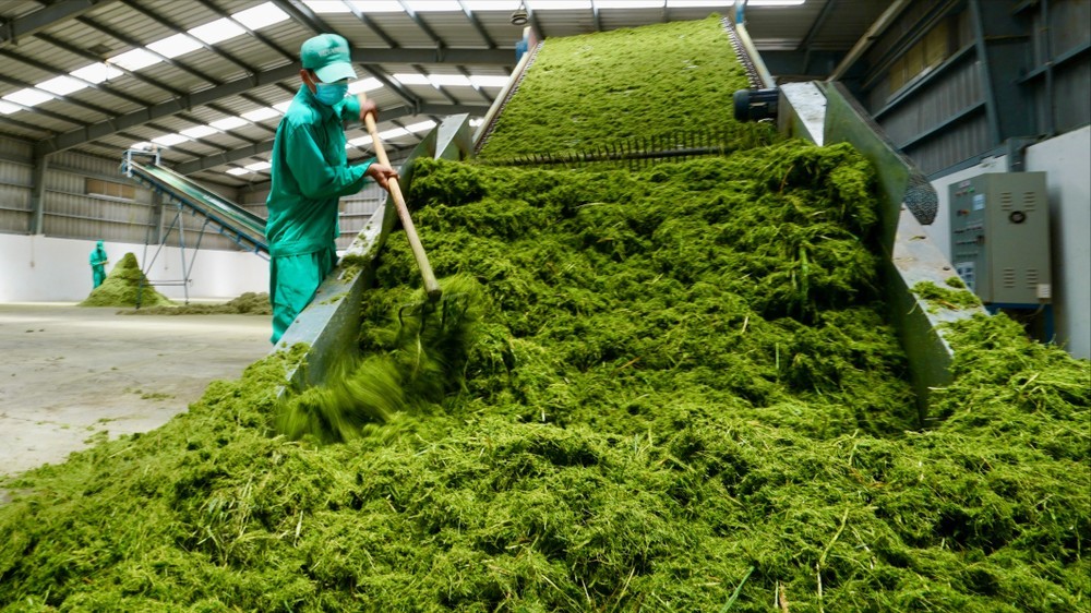 在西宁省Vinamilk奶牛牧场内开展牧草烘干作业，按GlobalGAP标准实施绿色养殖模式。