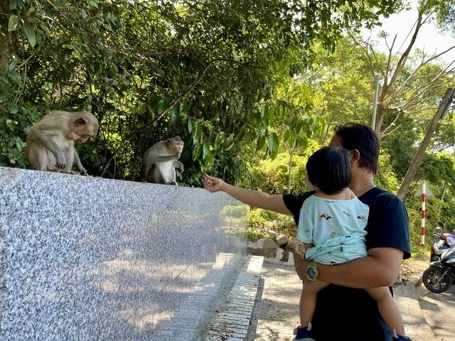   大山猴群长期受到居民和游客投喂。