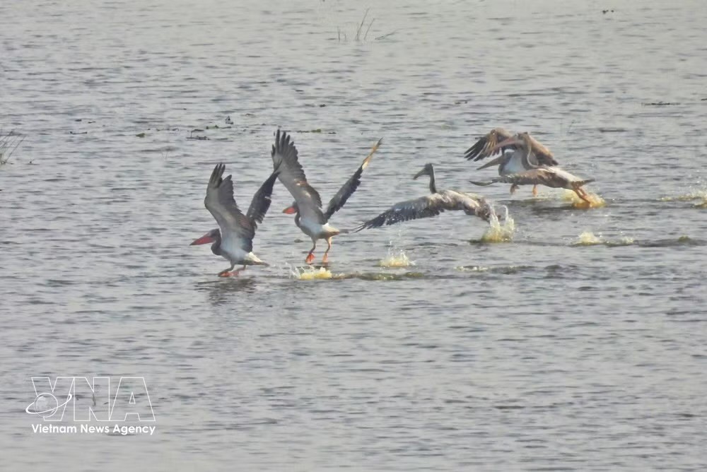 该斑嘴鹈鹕群共有6只，降落在沼泽地区觅食。