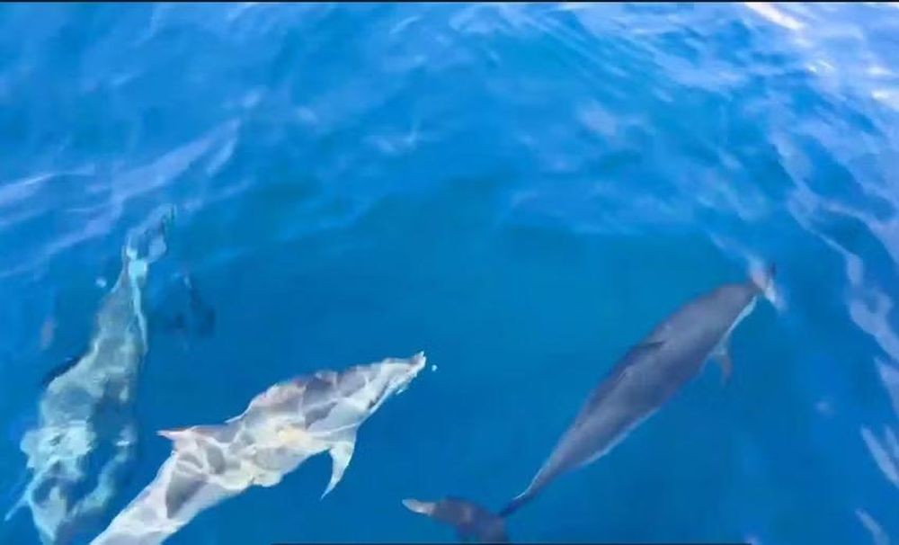 海豚群欢快地追随船只游动。(图片截自视频)