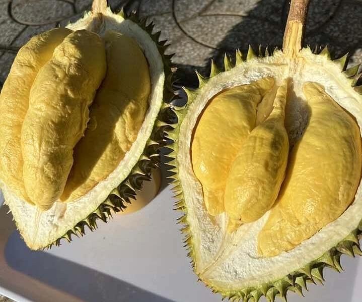 西区果园的Ri6榴梿。