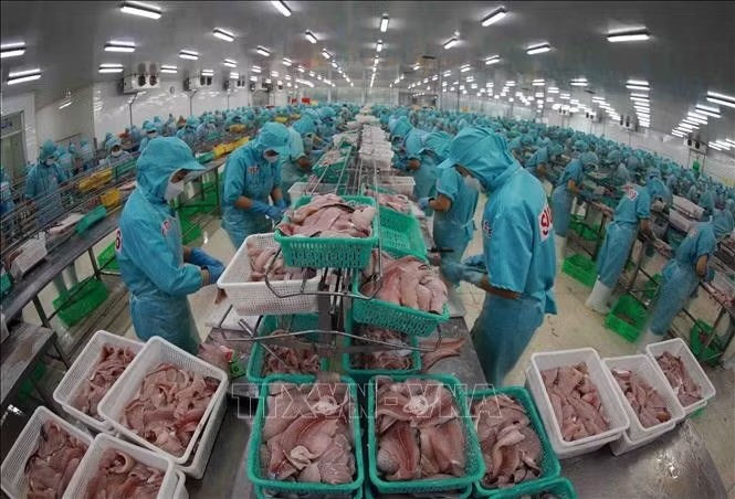 越南星晨集团工厂加工出口用巴沙鱼片。资料图片：越通社